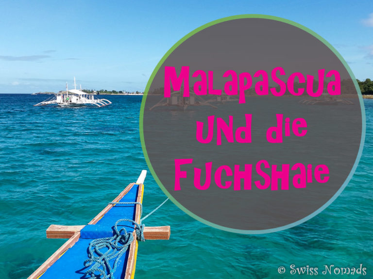 Malapascua ist bekannt für die Fuchshaie