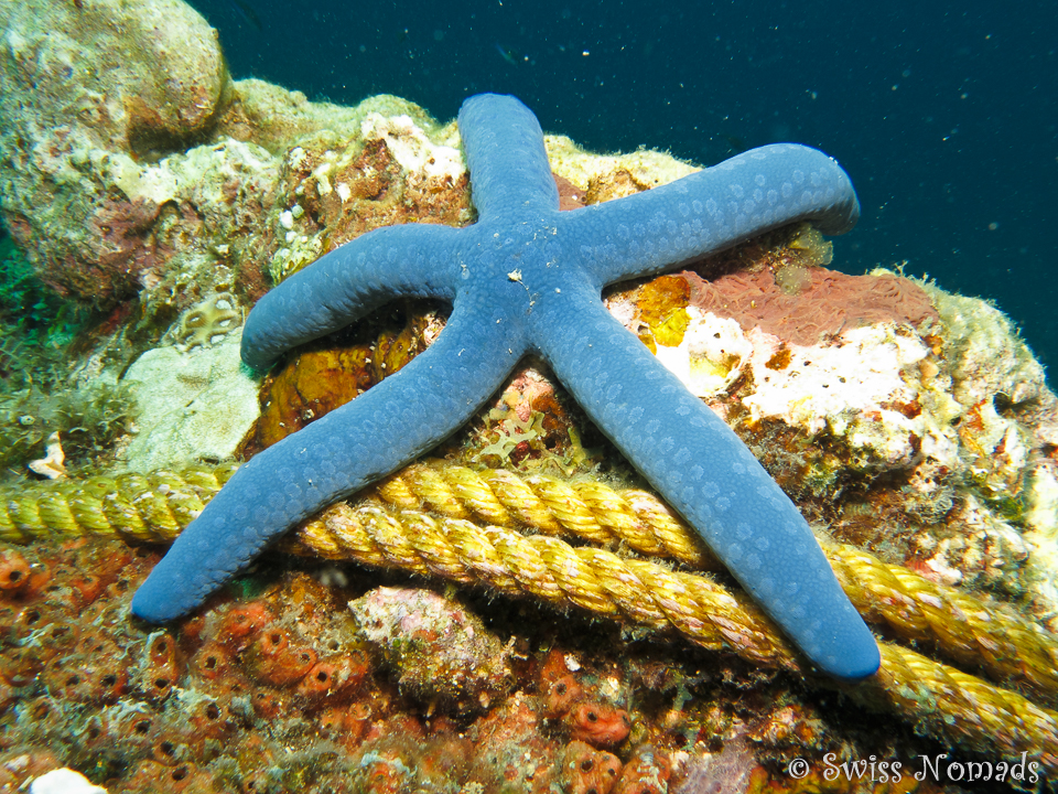 Seestern in Siquijor