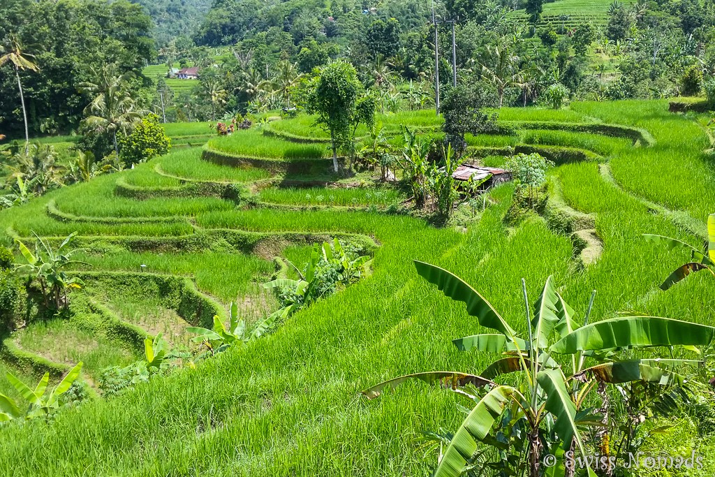 Jatiluwih Reisterrassen auf Bali