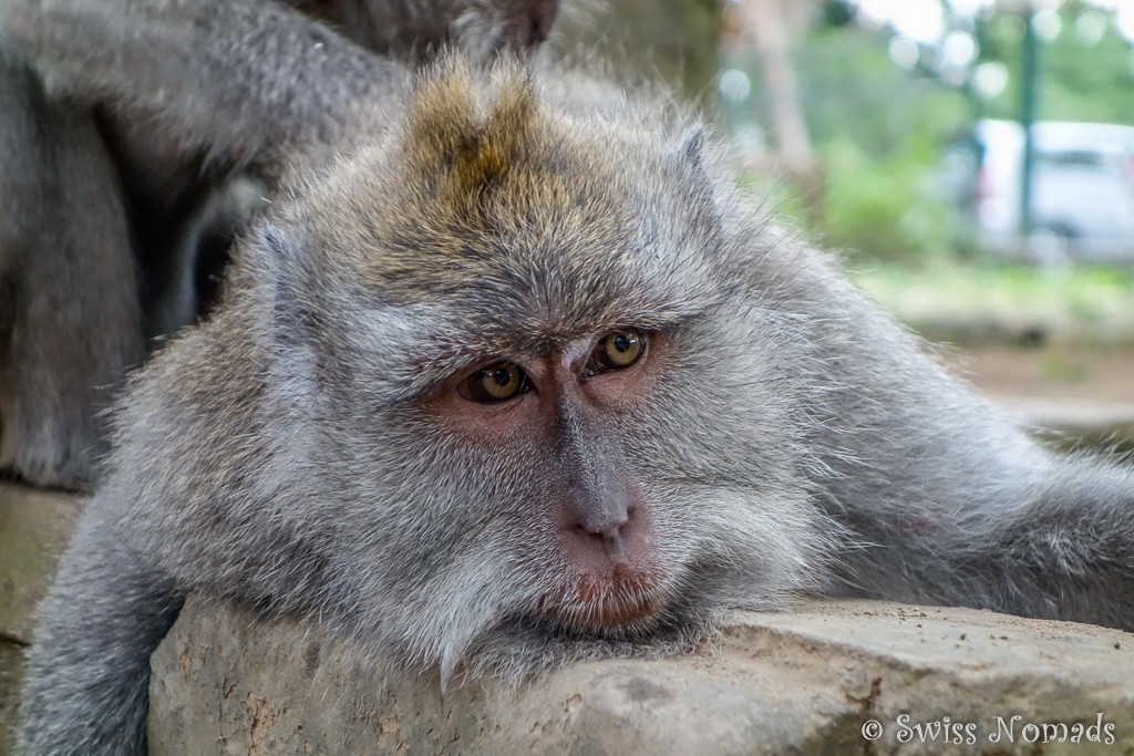 Makake in Ubud