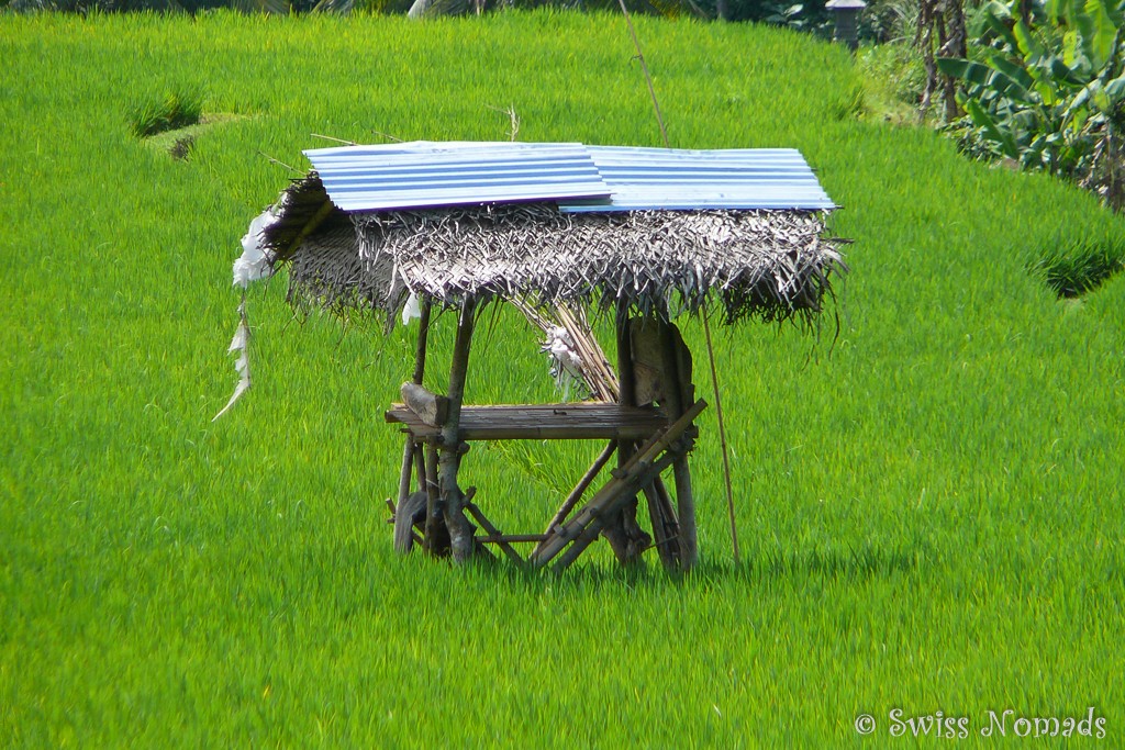 Unterstand im Reisfeld auf Bali