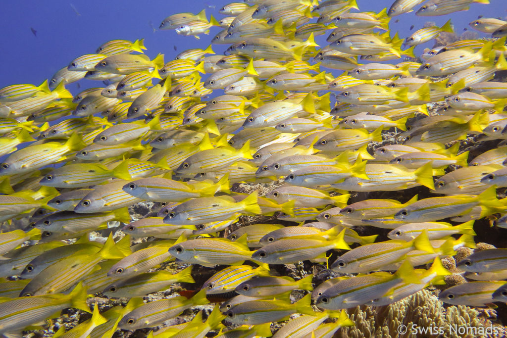 Tauchen in Raja Ampat 