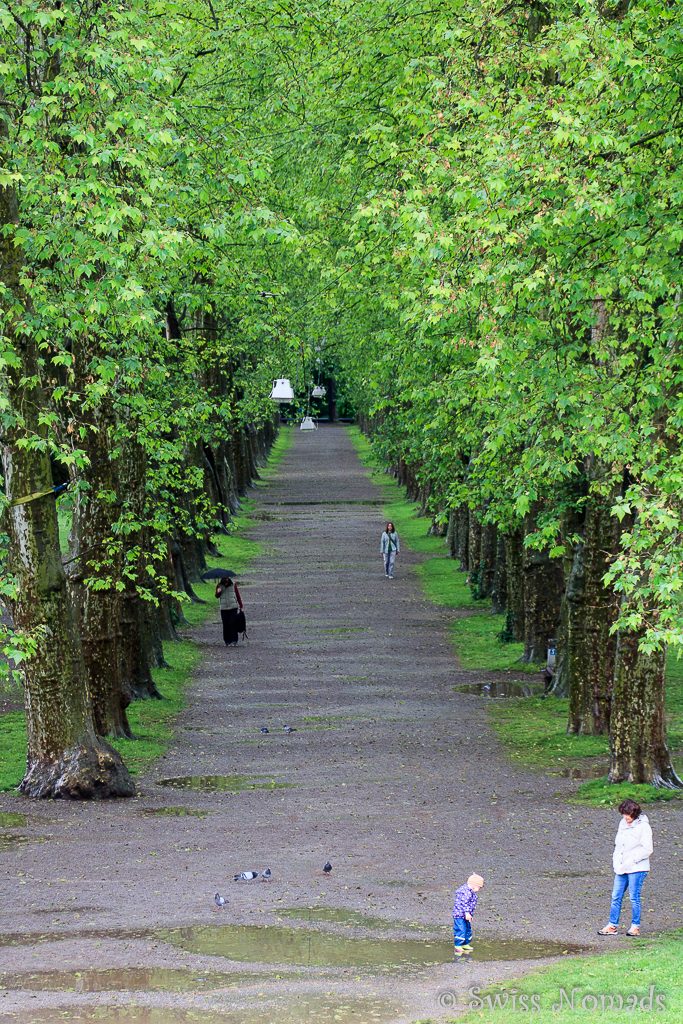 Platanenallee in Tübingen