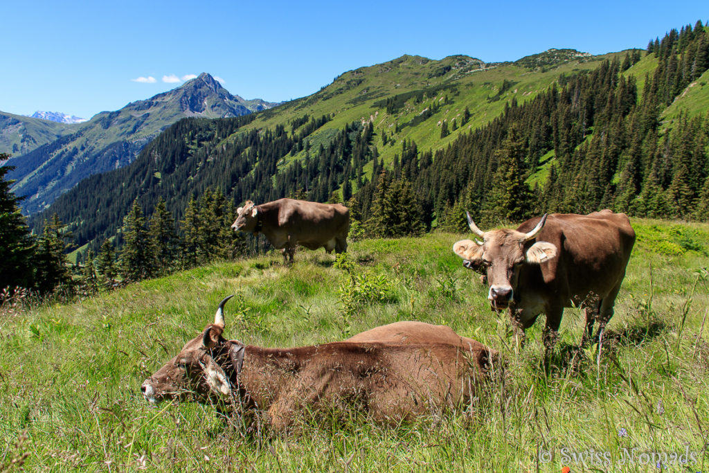 Auf dem Weg vom Sonnenkopf zur Alpe Wasserstuben