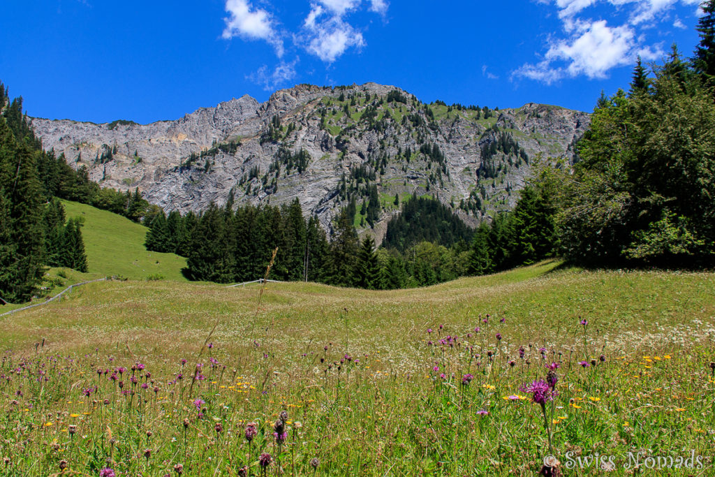 Naturwiesen im Klostertal