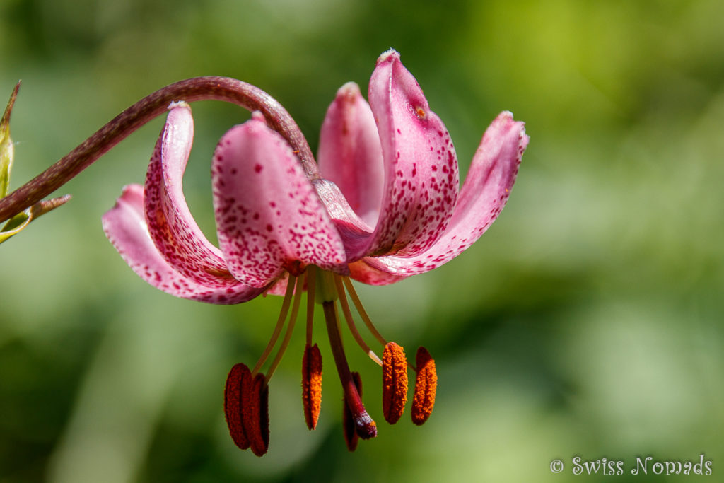 Wildblume im Klostertal