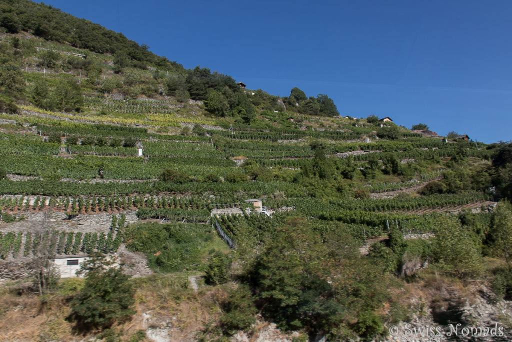 Die Weinberge im Vispertal