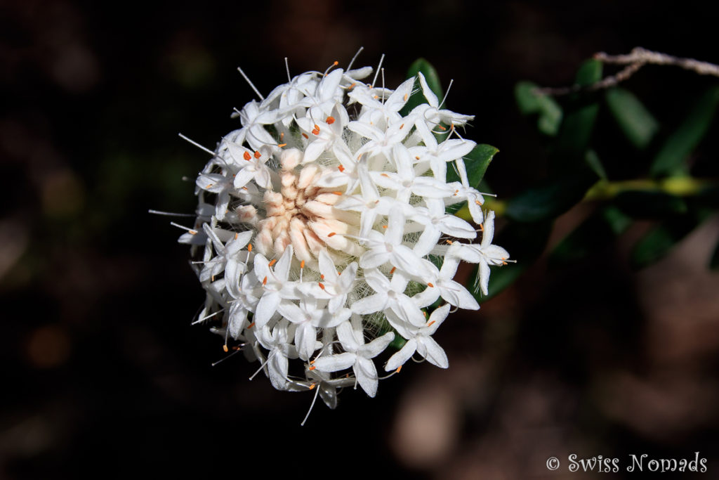 Wildblumen John Forrest Nationalpark