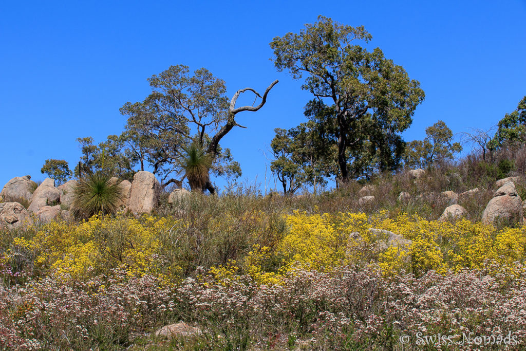 Wildblumenfeld Westaustralien