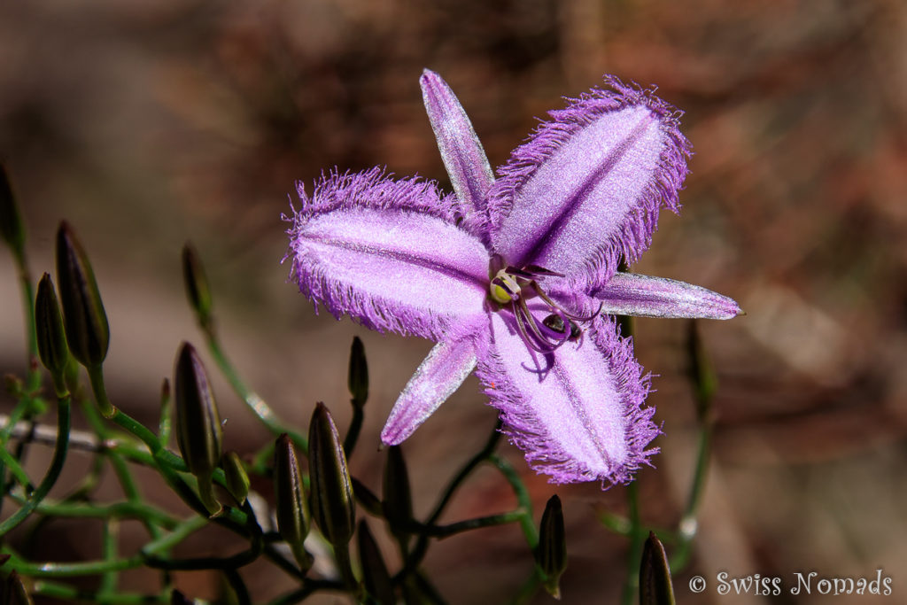 Wildblumen John Forrest Nationalpark