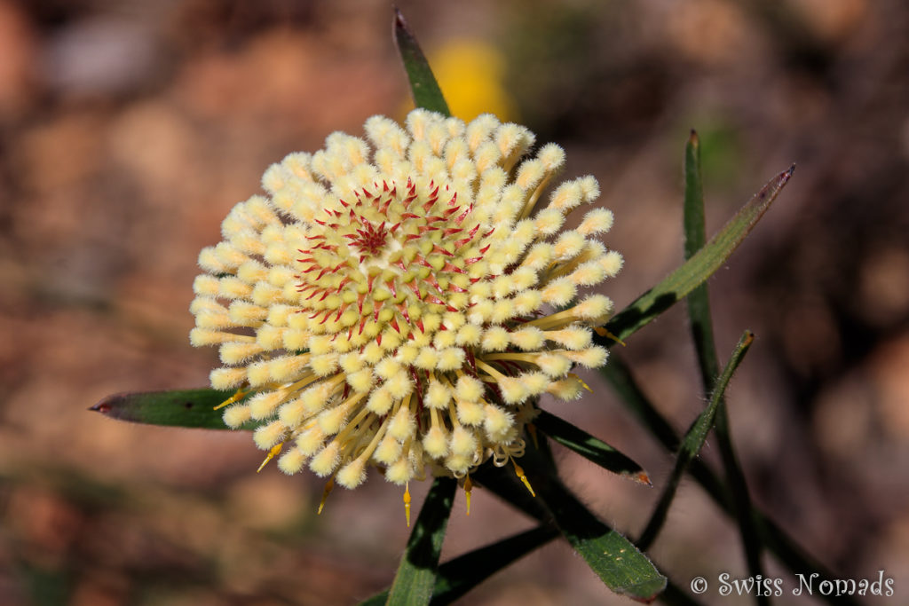 Wildblume im John Forrest Nationalpark