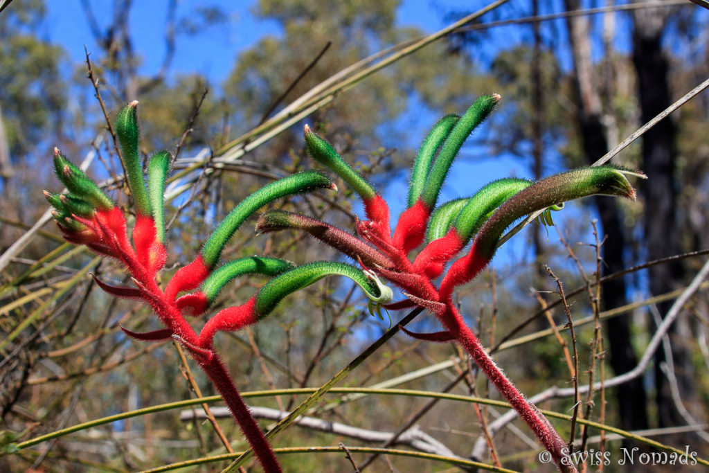 Wildblume Westaustralien