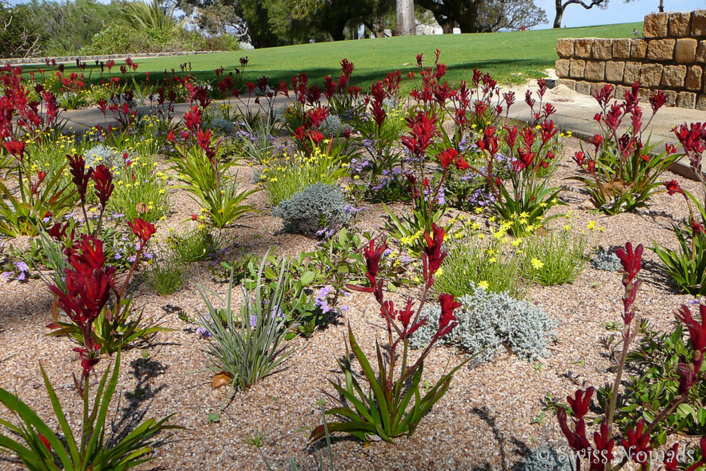 Wildblumen im Kings Park Perth