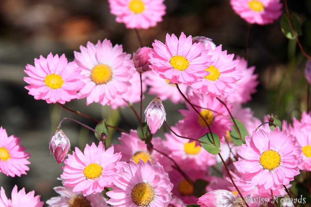 Kings Park Perth Wildblumen