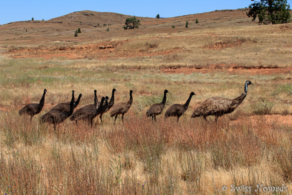 Auch Emus haben wir während unseres Besuches viele gesehen.