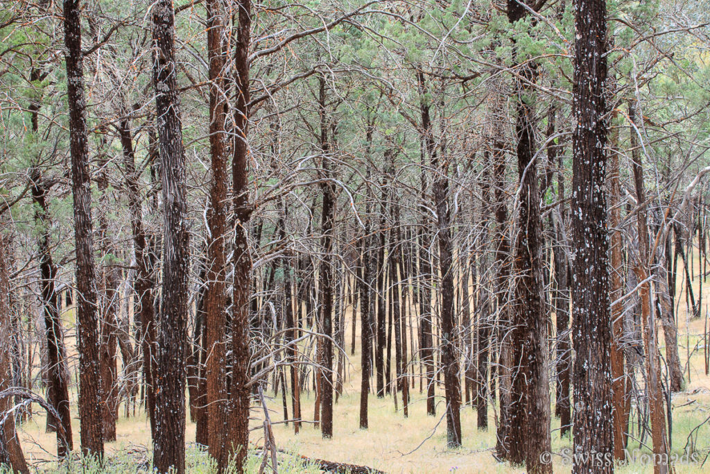 Wanderweg durch den Ikara-Flinders Ranges Nationalpark