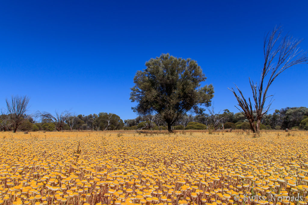 Wildblumen entlang der Great Central Road