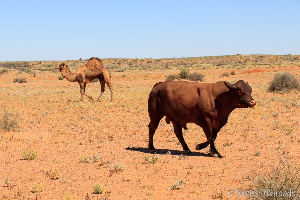 Stier und Kamel Australien