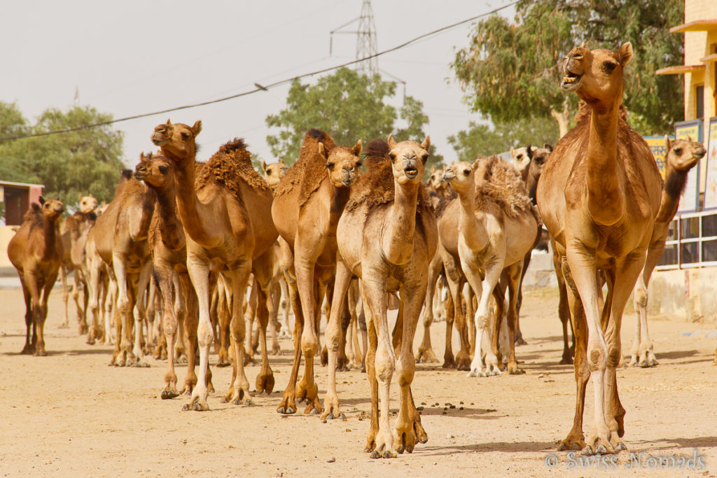 Auf der Kamelforschungsstation in Bikaner werden Kamele gezüchtet