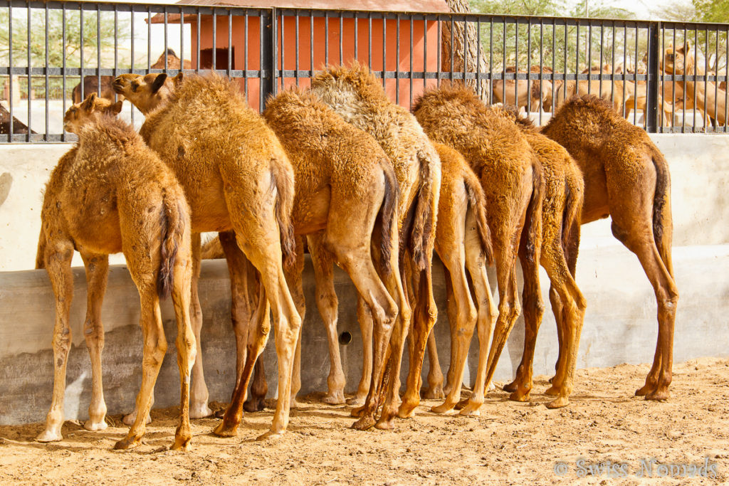 Die Kamele in der Station bei Bikaner am Fressen