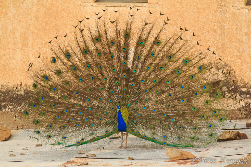 Wunderschöner Pfau in einem der Havelis in Mandawa