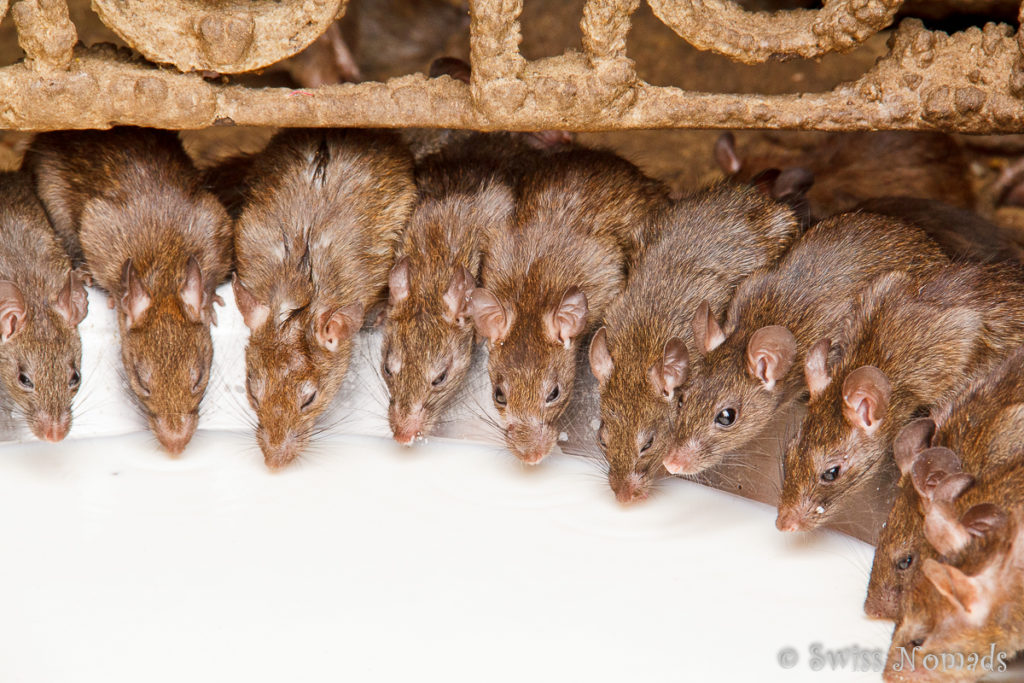 Die Ratten im Rattentempel von Deshnok haben genügend zu fressen