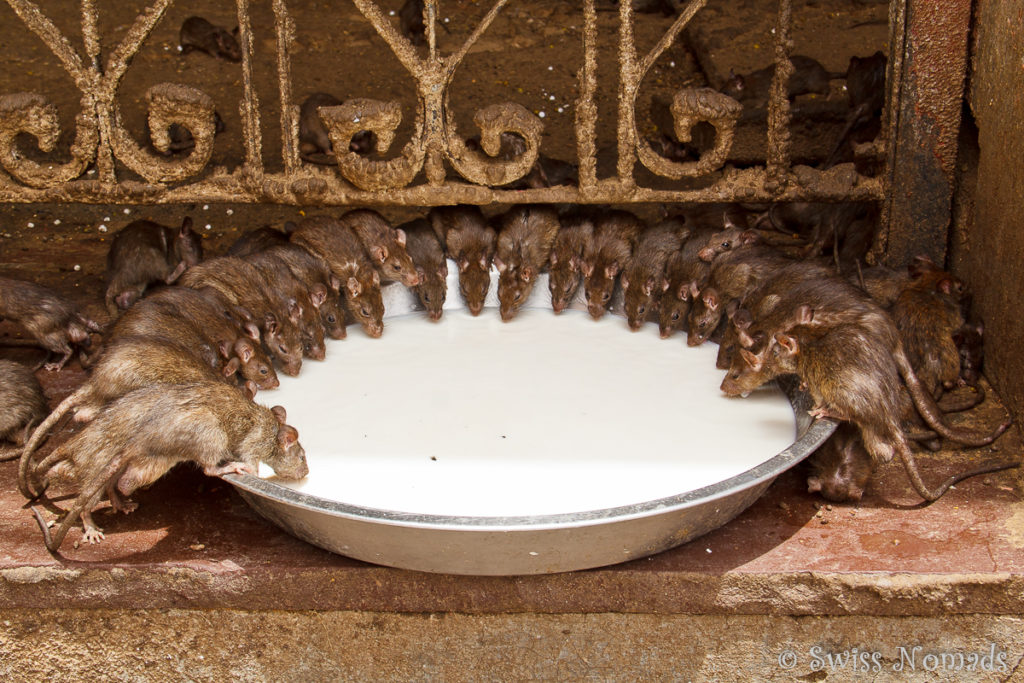 Die Ratten versammeln sich um das Fressen