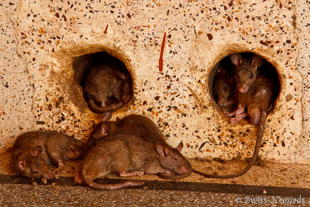 Überall verstecken sich die Ratten im Ratten Tempel von Deshnok