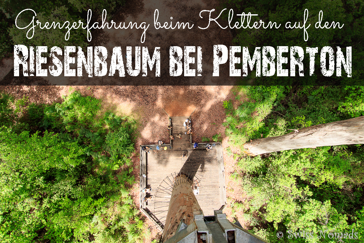 You are currently viewing Grenzerfahrung beim Klettern auf den Riesenbaum bei Pemberton