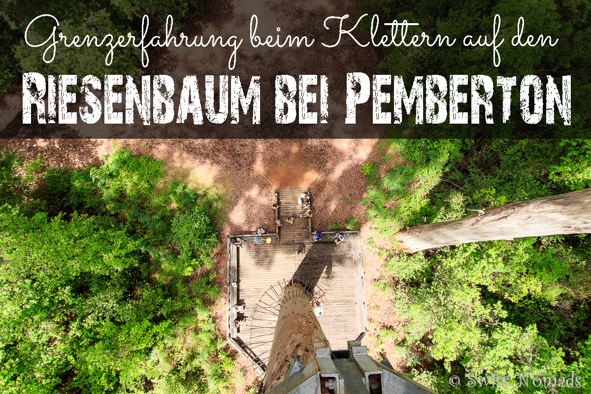 Du betrachtest gerade Grenzerfahrung beim Klettern auf den Riesenbaum bei Pemberton