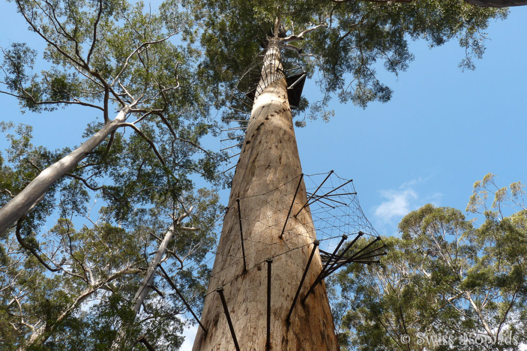 Die Eisenstangen bilden eine Wendeltreppe auf den Riesenbaum bei Pemberton