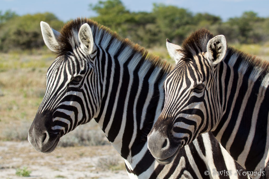 Die wilden Tiere in Namibia sind der Hammer