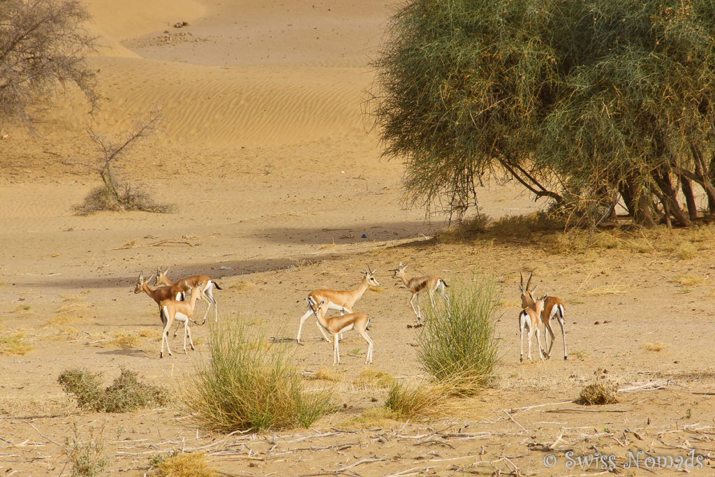 Gazellen in der Thar Wüste in Rajasthan