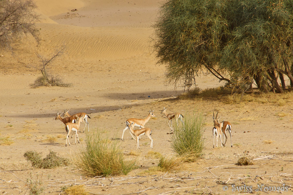 Gazellen in der Thar Wüste in Rajasthan