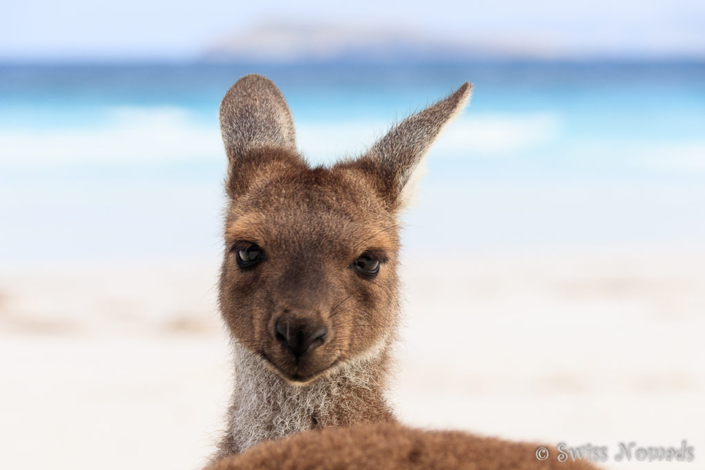 Känguru Portrait in der Lucky Bay