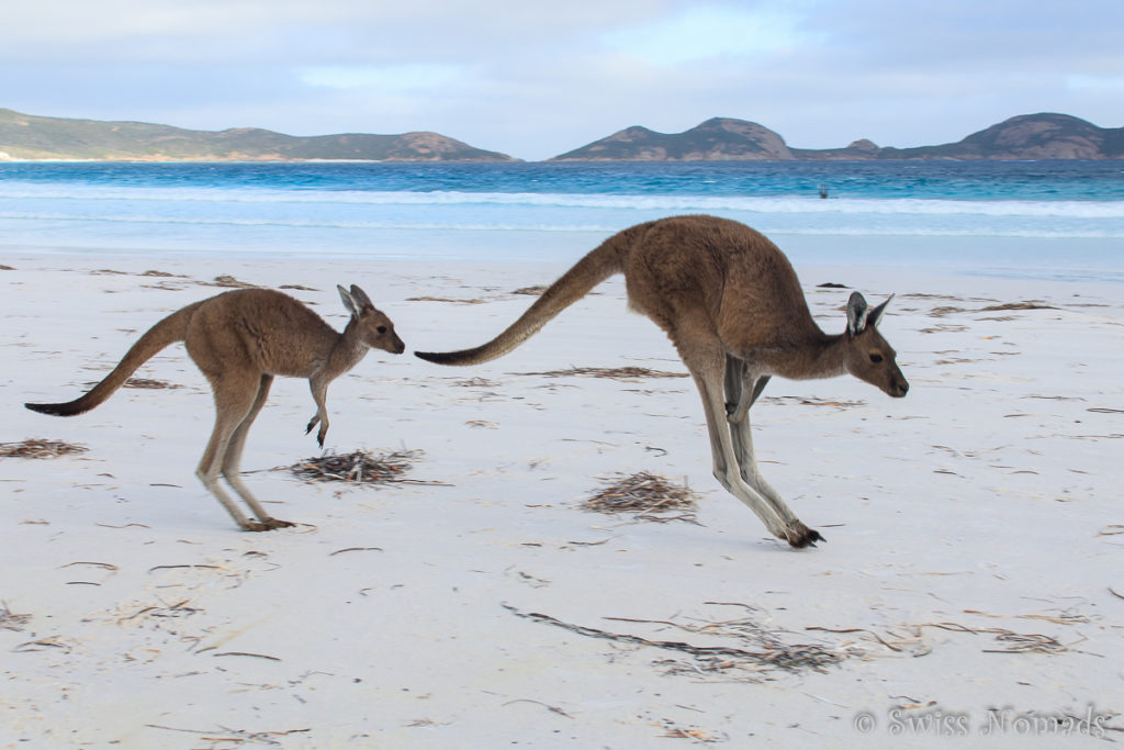 Kängurus am Strand in der Lucky Bay