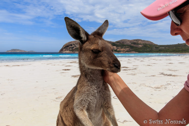 Känguru in der Lucky Bay