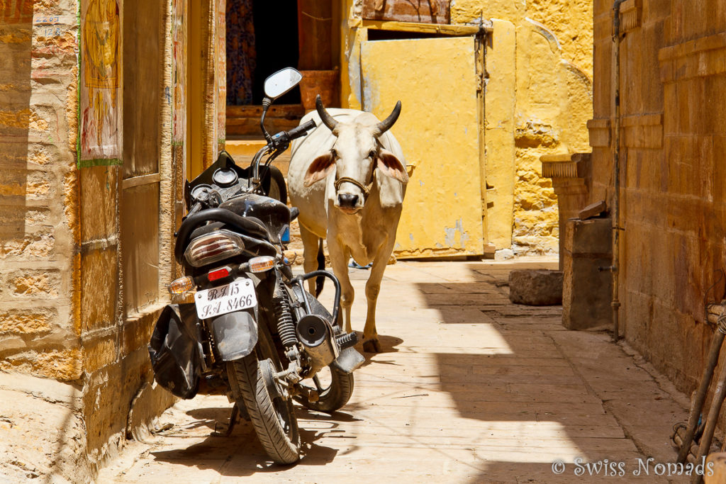 Eine Kuh in den Gassen von Jaisalmer
