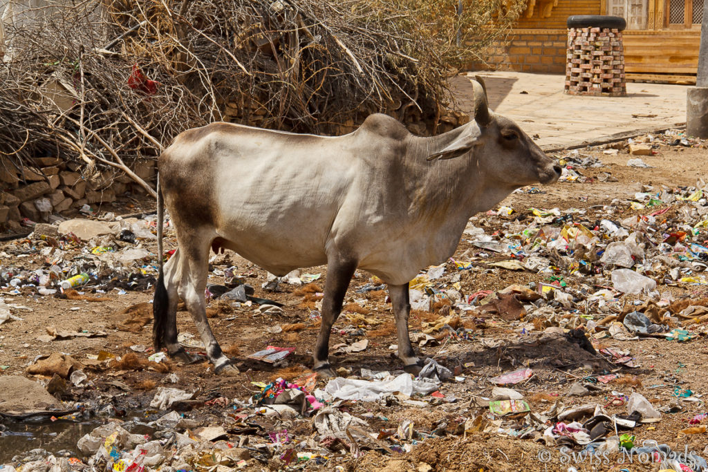 Kuh im Müll von Jaisalmer
