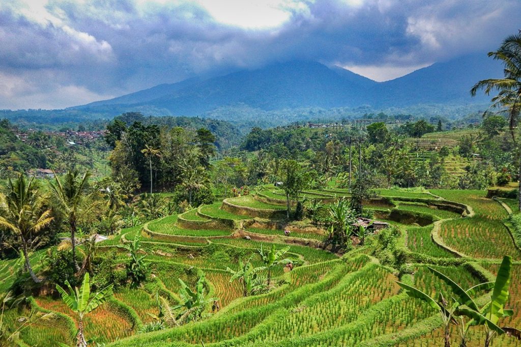 Reisterassen Jatiluwih in Bali