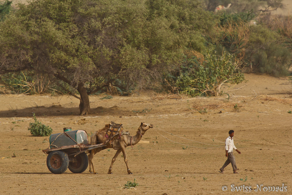 Transport von Wasser in der Thar Wüste in Rajasthan