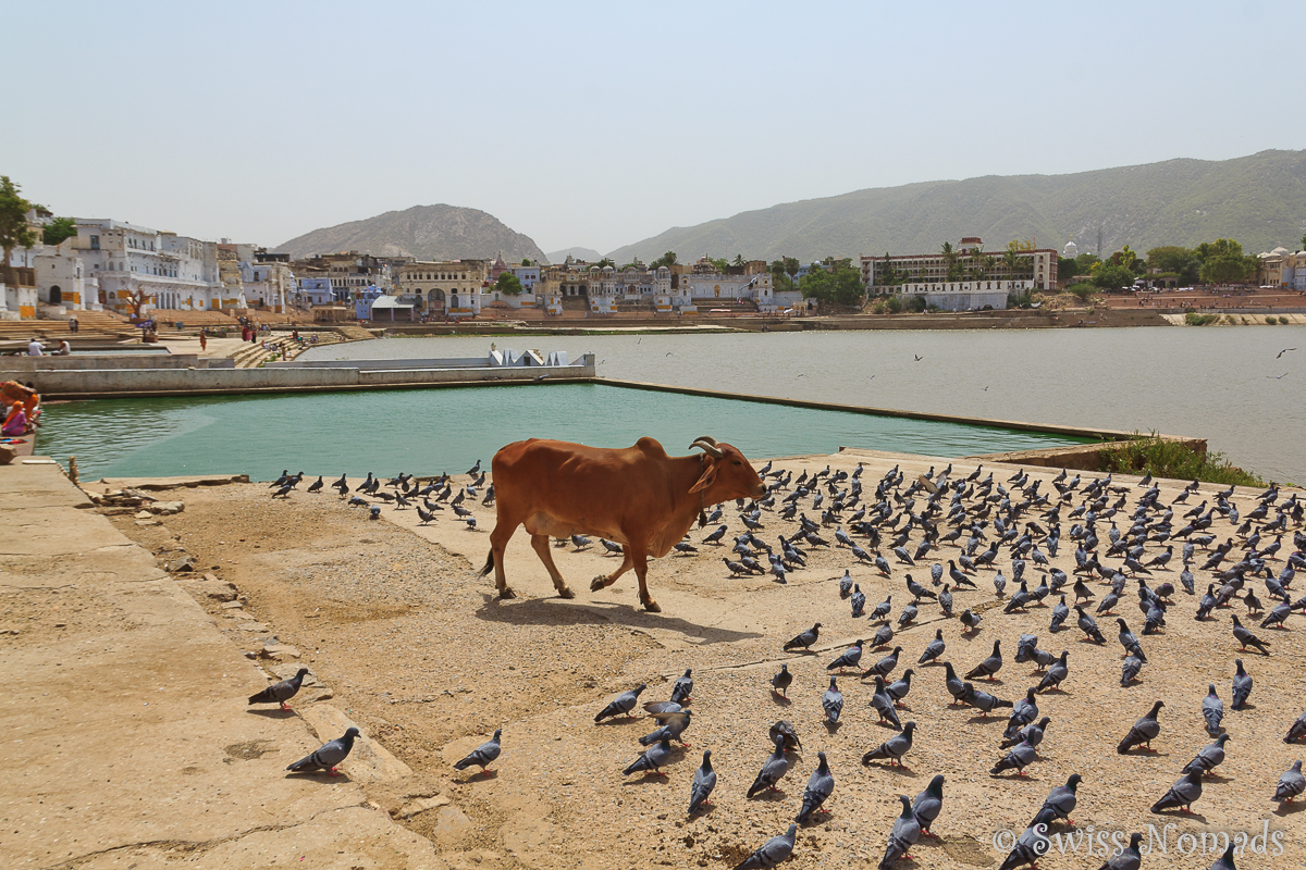 Du betrachtest gerade Die heilige Stadt Pushkar in Rajasthan