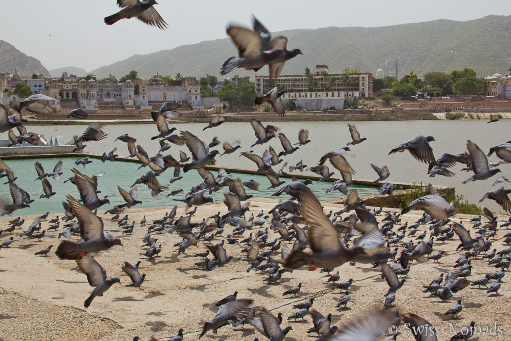 Tauben bei den Ghats am heiligen Pushkar See