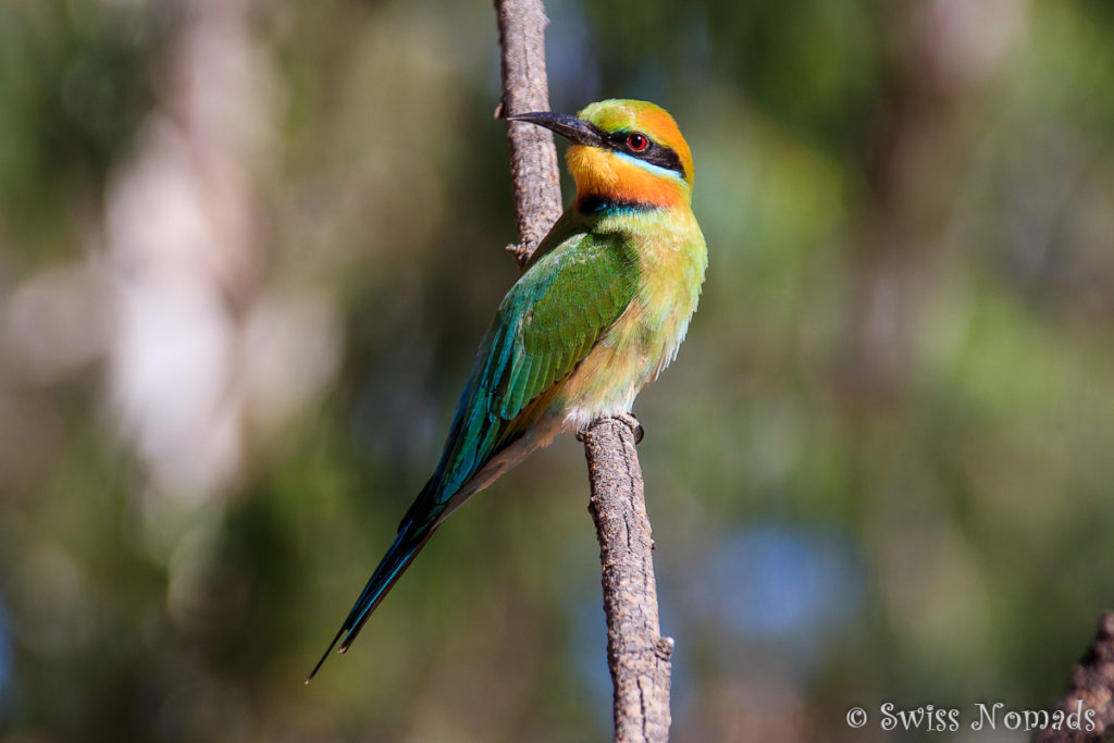 Ein Beeeater am Gibb River