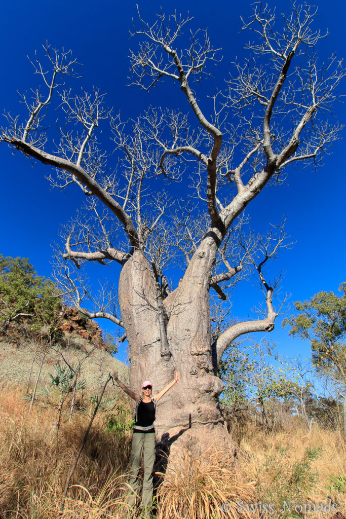 Boab Tree im Keep River Nationalpark