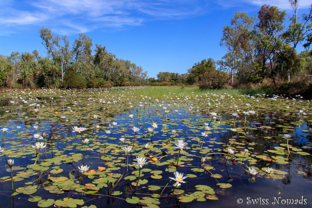 Cockatoo Lagoon Keep River Nationalpark