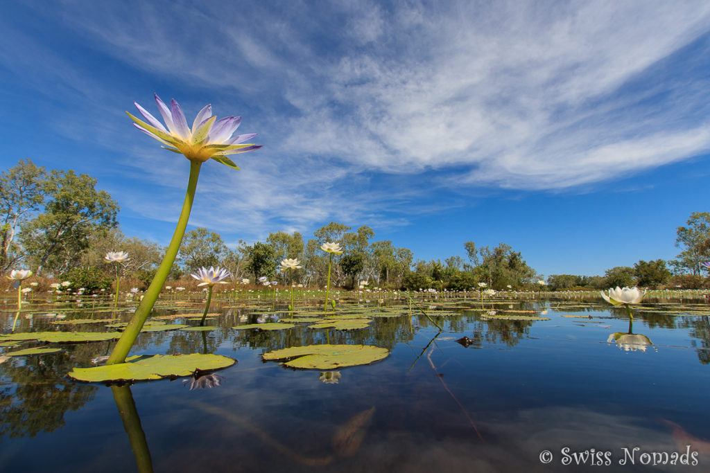 Seerosen in der Cockatoo Lagoon