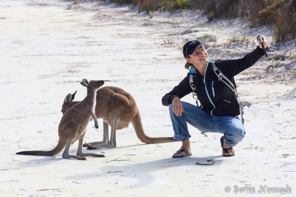 Känguru am Strand der Lucky Bay im Cape le Grand Nationalpark