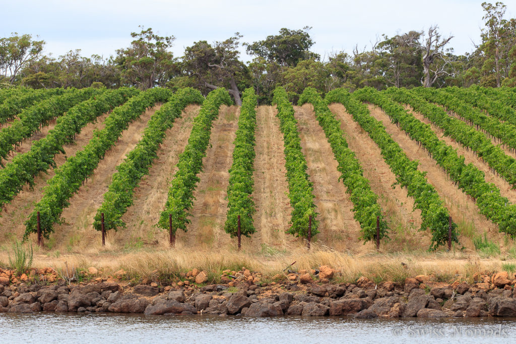 Die Weinregion bei Margaret River in Westaustralien