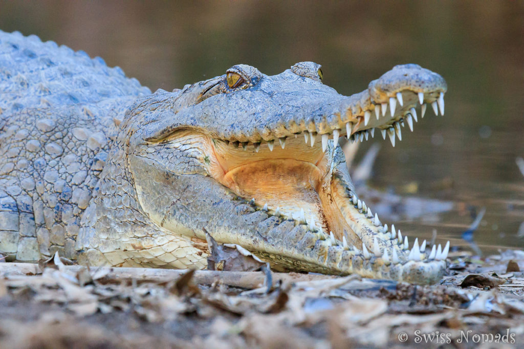 Die scharfen Zähne der Krokodile in der Windjana Gorge